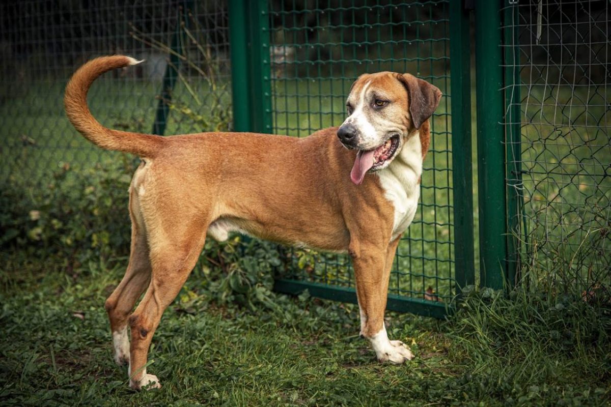 Patto - Chien à adopter