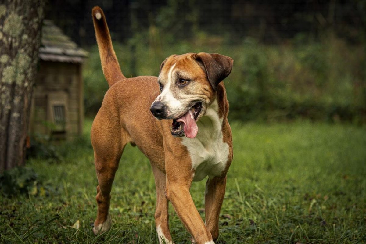 Patto - Chien à adopter - photo 2