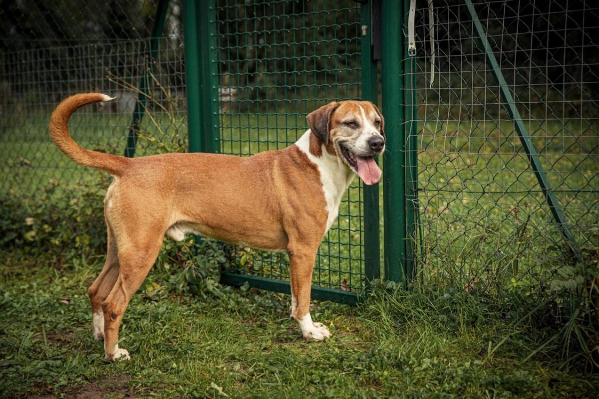 Patto - Chien à adopter - photo 3