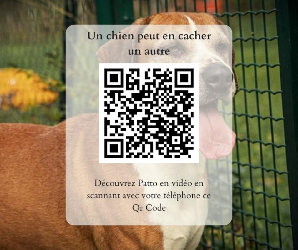 Patto - Chien à adopter - photo 4