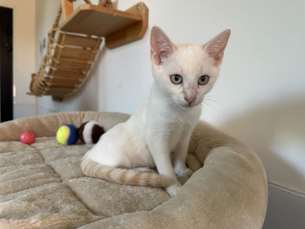 Blanchette - Chat Européen à adopter