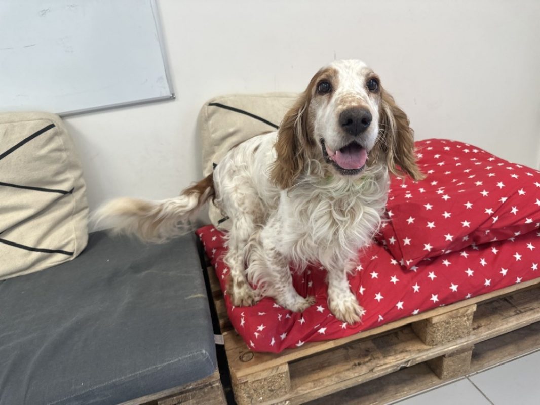 Taz - Chien à adopter