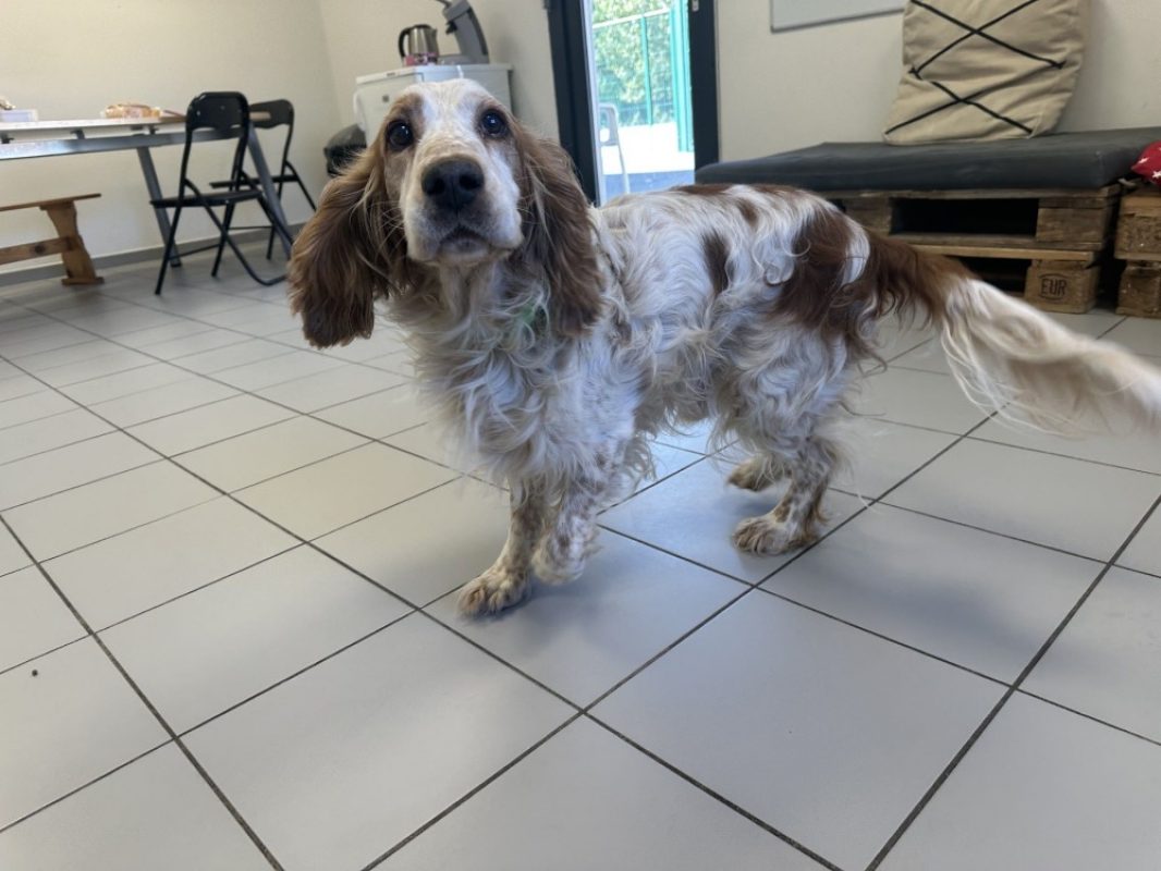 Taz - Chien à adopter - photo 2