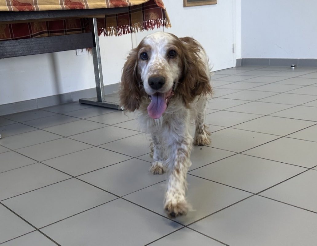 Taz - Chien à adopter - photo 3