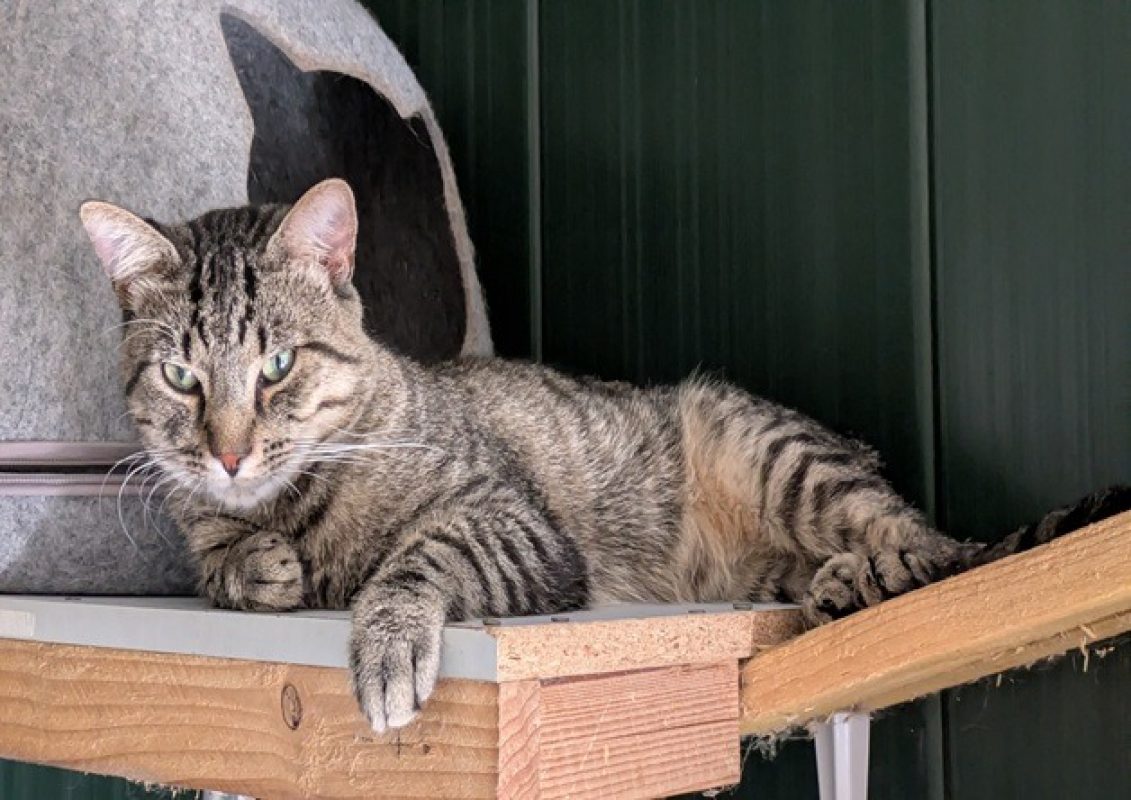 Balkan - Chat Européen à adopter