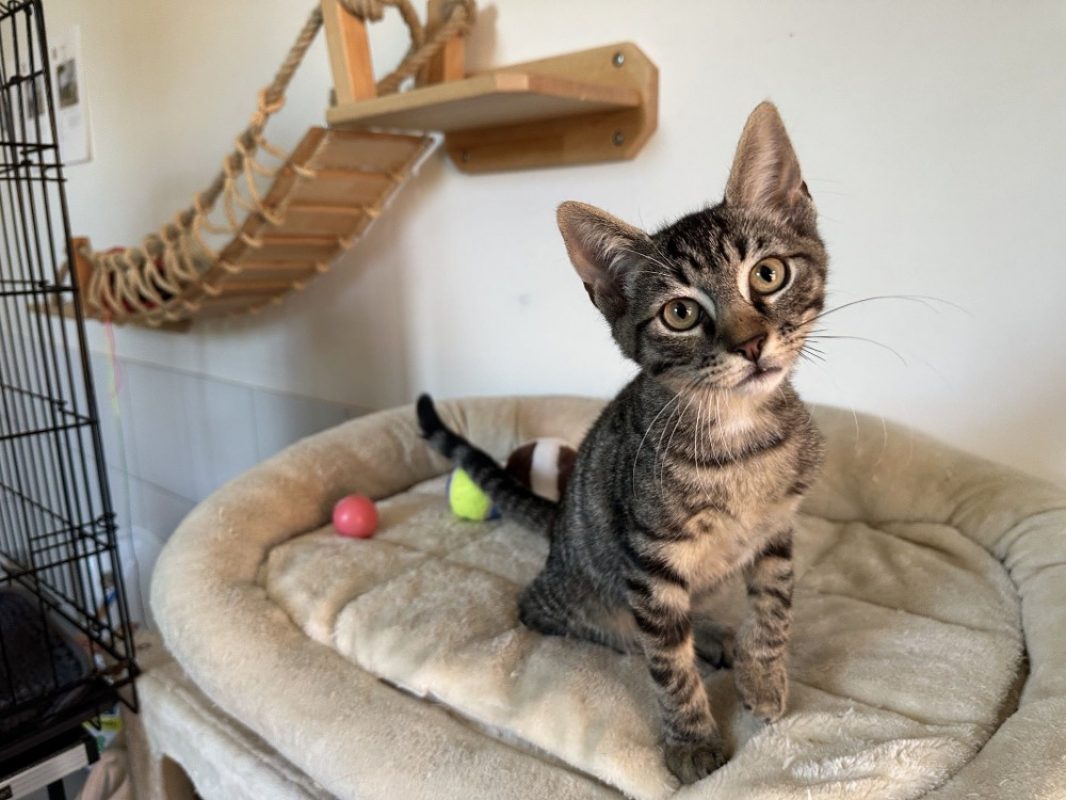 Zebra - Chat Européen à adopter