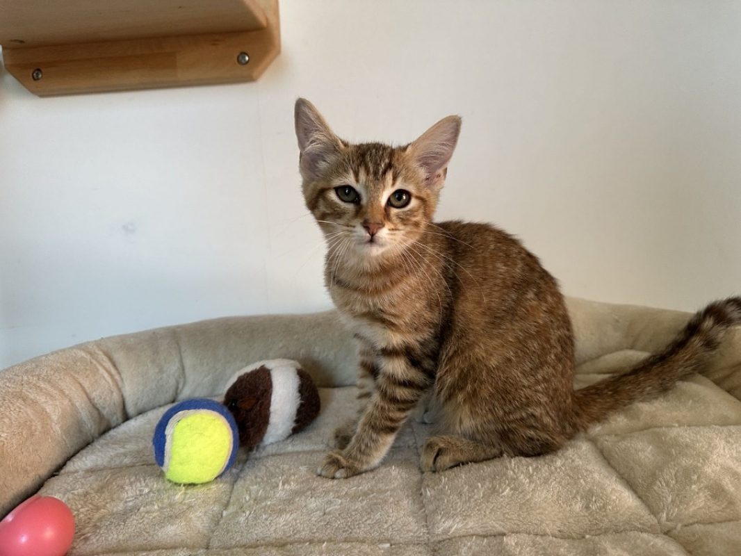 Rouquine - Chat Européen à adopter