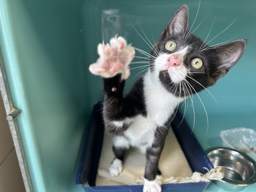Brownie - Chat Européen à adopter