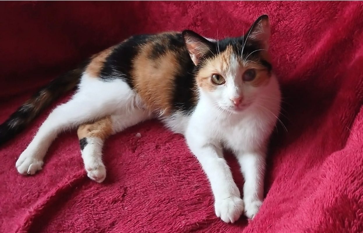 Ester - Chat Européen à adopter