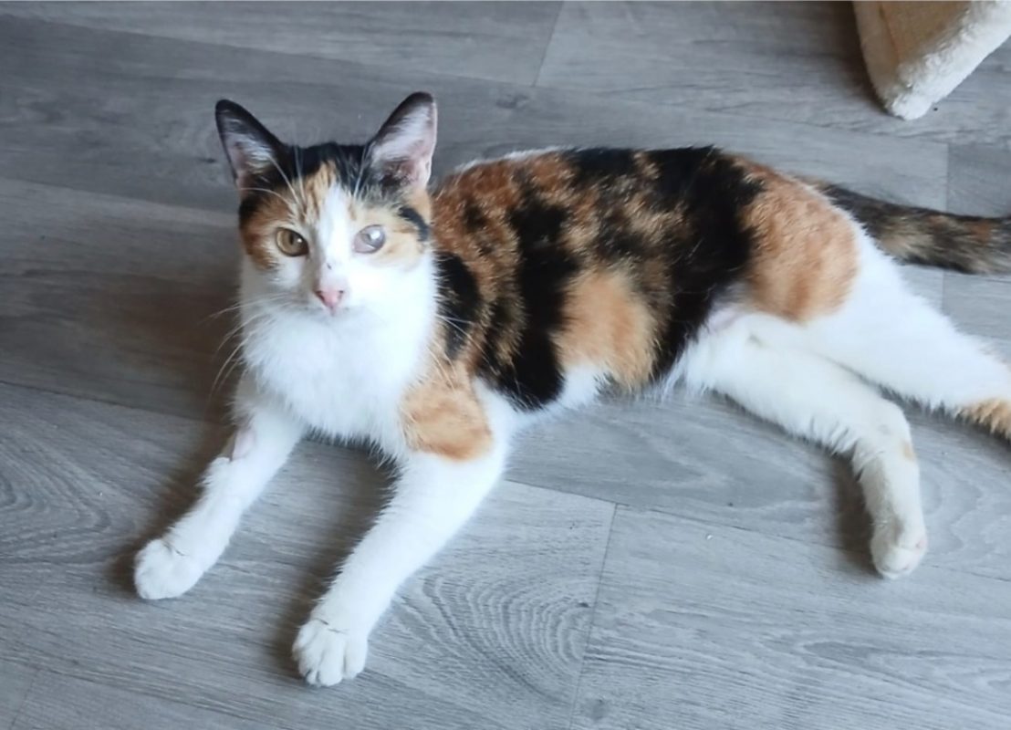 Ester - Chat Européen à adopter - photo 2