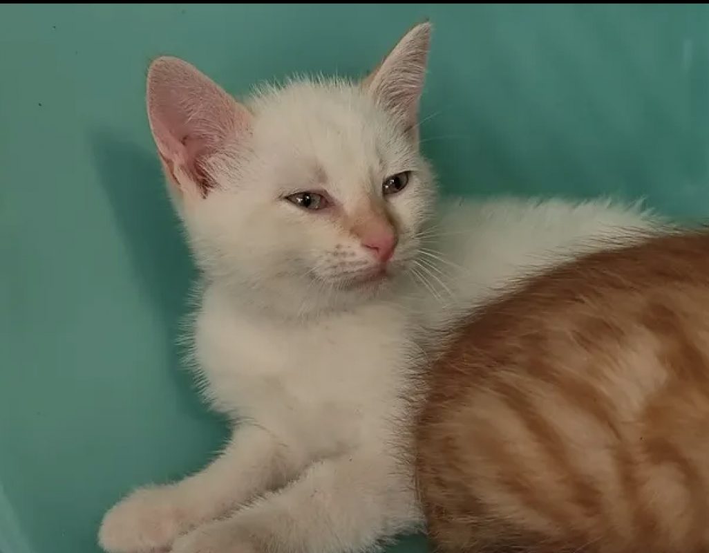 Blanco - Chat Européen à adopter