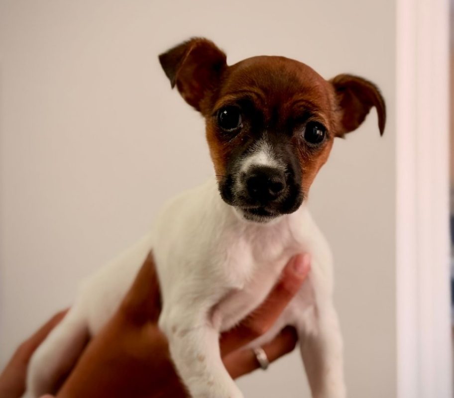 Espoir - Chien Chihuahua à adopter