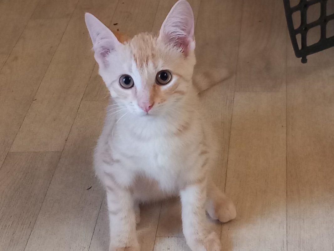 Bidou - Chat Européen à adopter