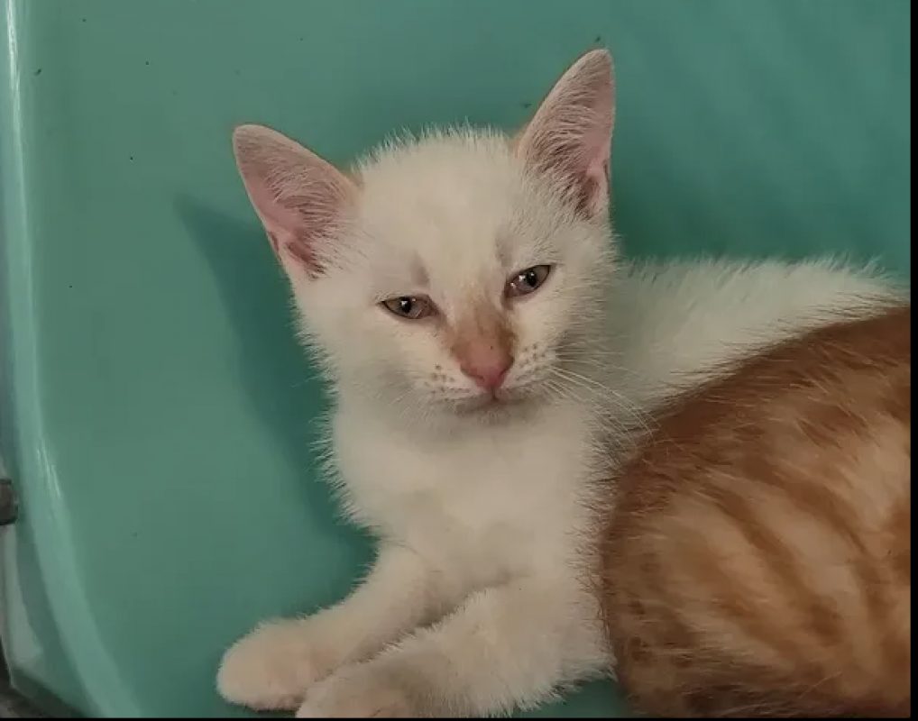 Charly - Chat Européen à adopter