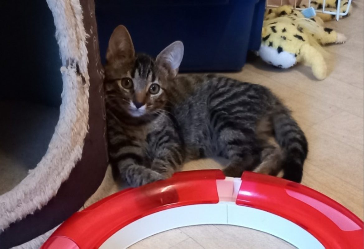 Billy - Chat Européen à adopter