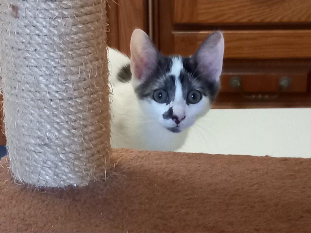 Bonnie - Chat Européen à adopter