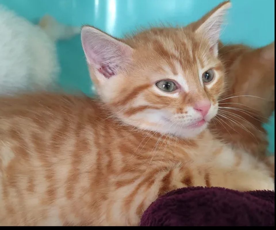 Scotch - Chat Européen à adopter