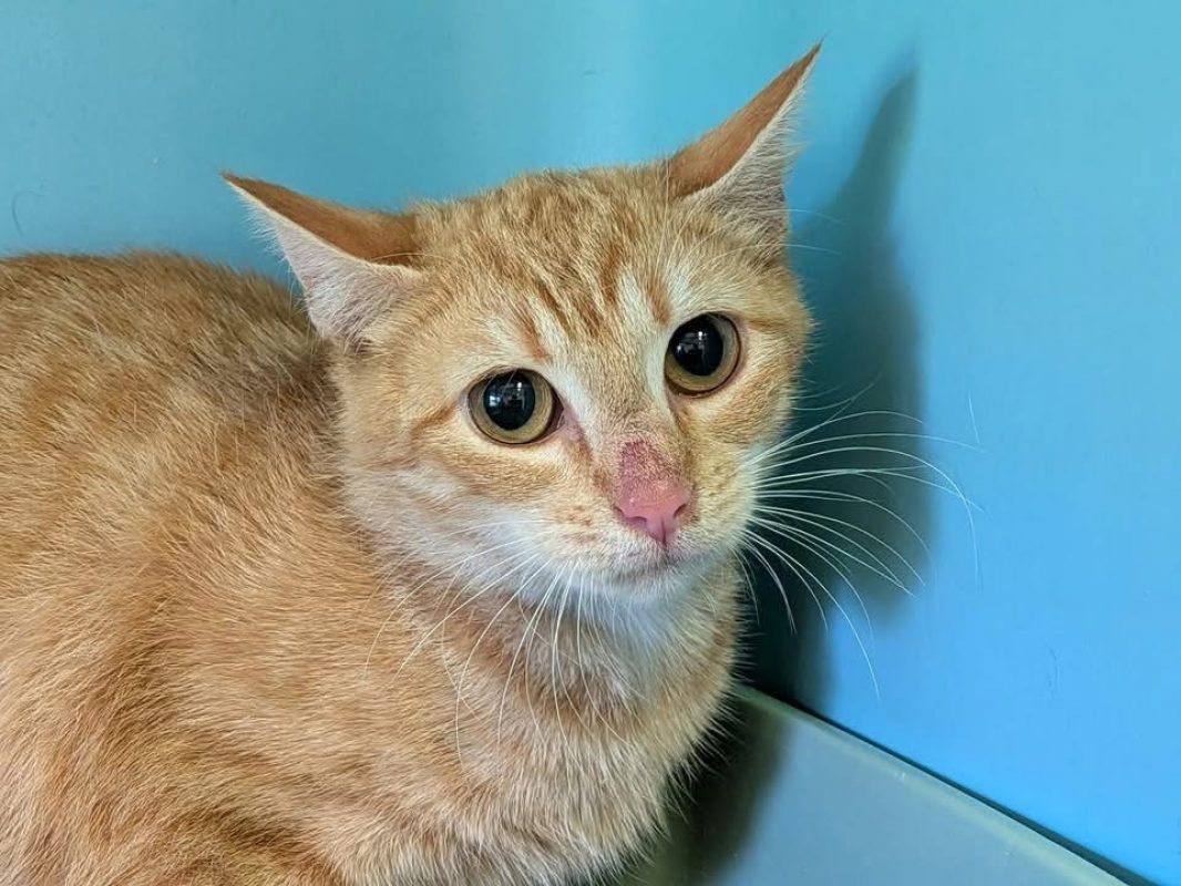 Aurore - Chat Européen à adopter