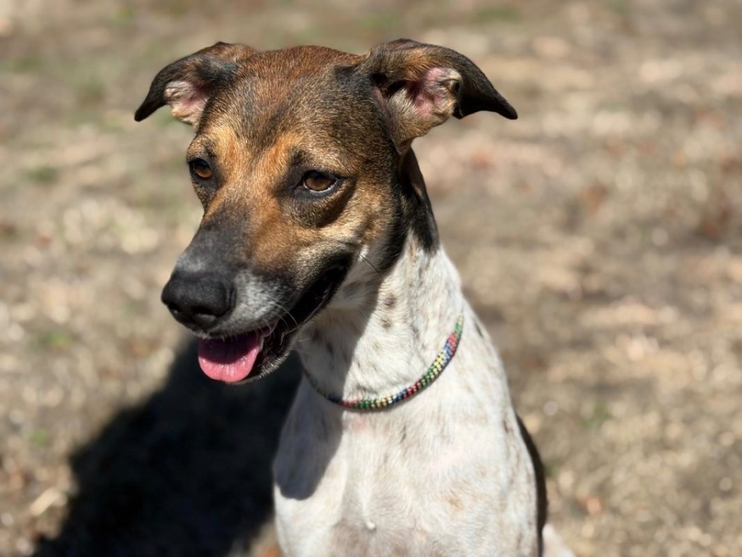 Alka - Chien Lévrier Afghan à adopter