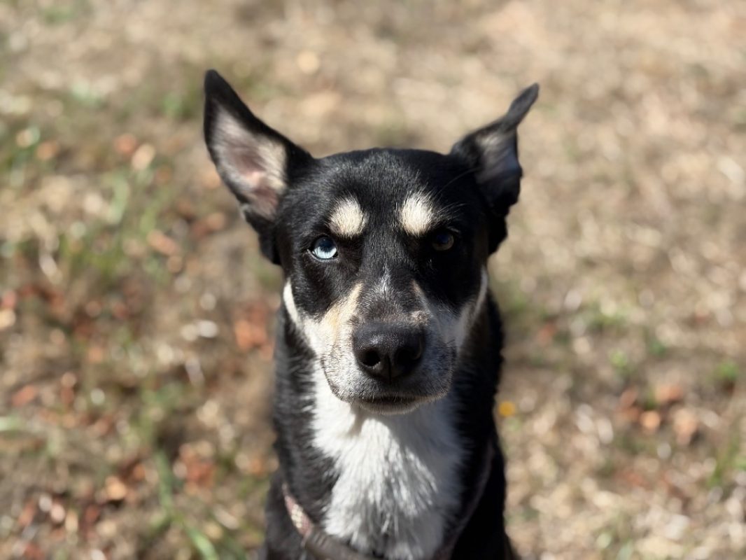 Uzy - Chien Lévrier Afghan à adopter