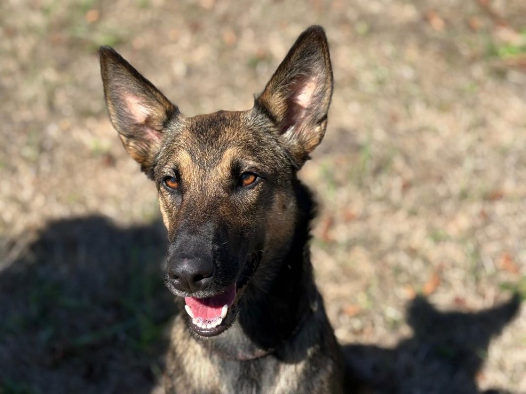 Lou - Chien Berger Belge Malinois à adopter
