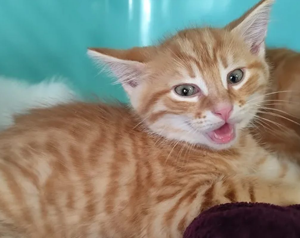 Tango - Chat Européen à adopter