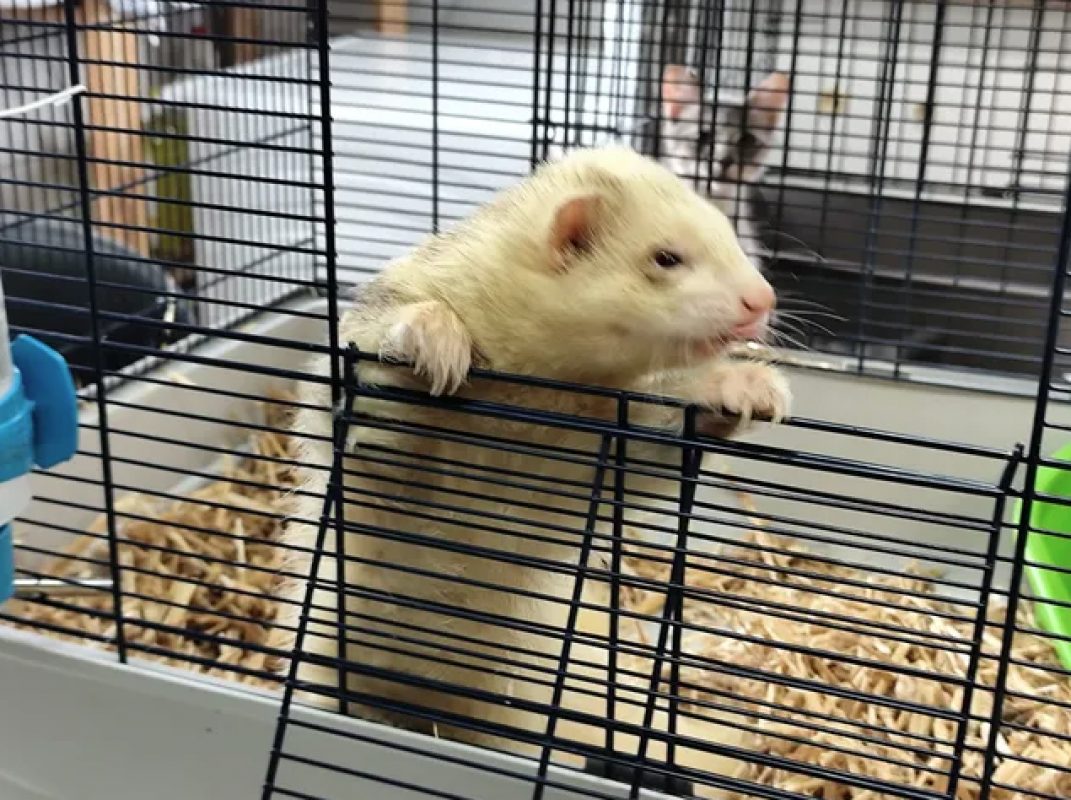 Gus - Rongeur Furet à adopter