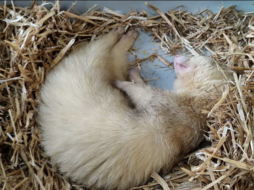 Gus - Rongeur Furet à adopter - photo 2