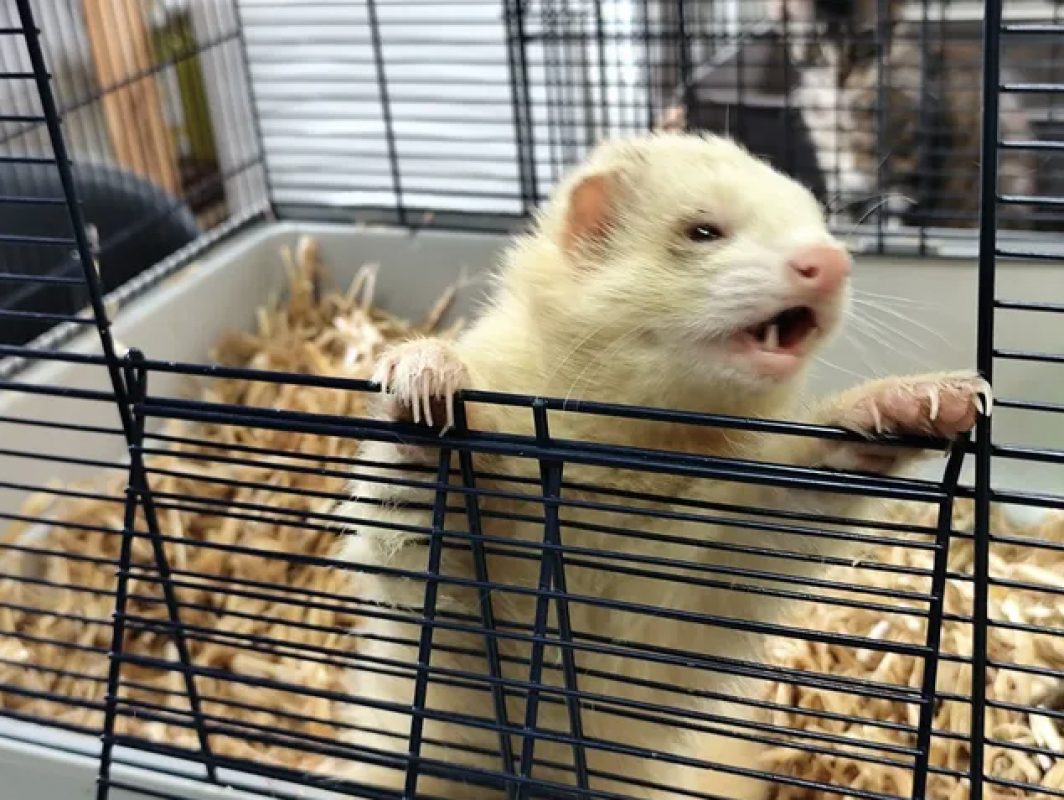 Gus - Rongeur Furet à adopter - photo 3