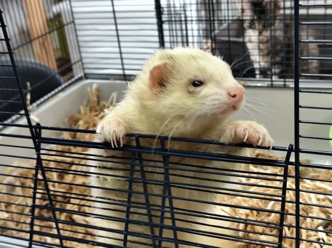 Gus - Rongeur Furet à adopter - photo 4