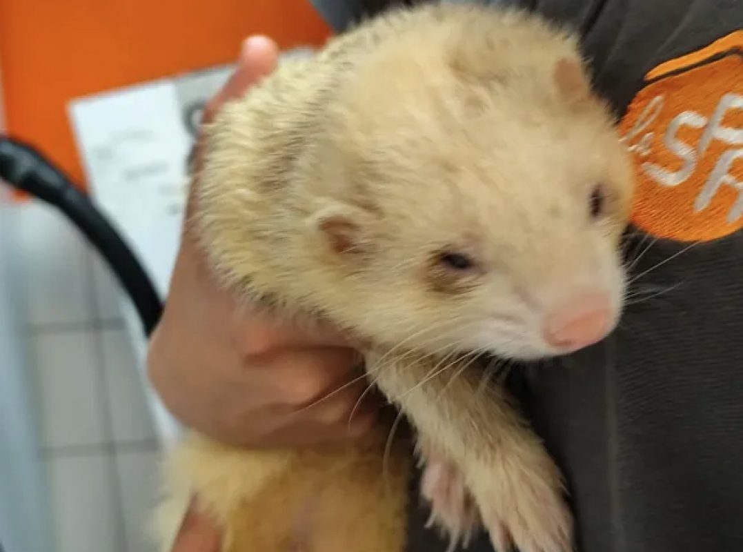 Gus - Rongeur Furet à adopter - photo 5
