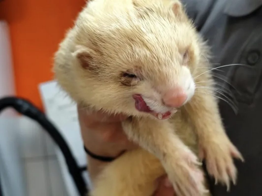 Gus - Rongeur Furet à adopter - photo 6