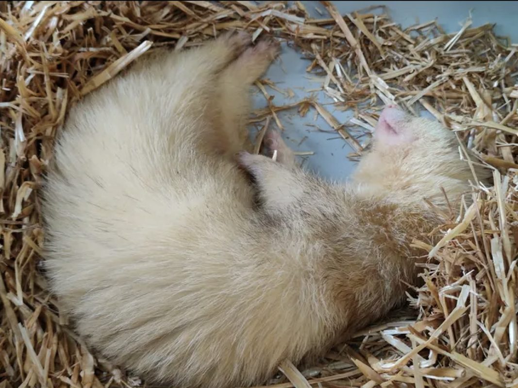 Gus - Rongeur Furet à adopter - photo 7