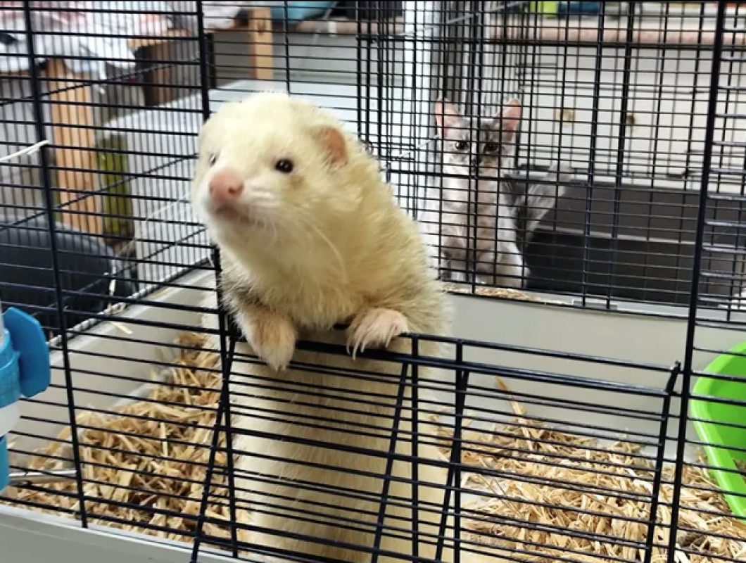 Gus - Rongeur Furet à adopter - photo 8