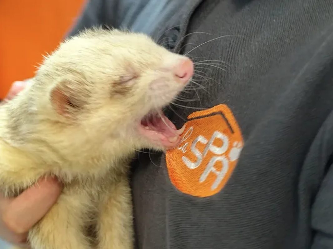 Gus - Rongeur Furet à adopter - photo 9
