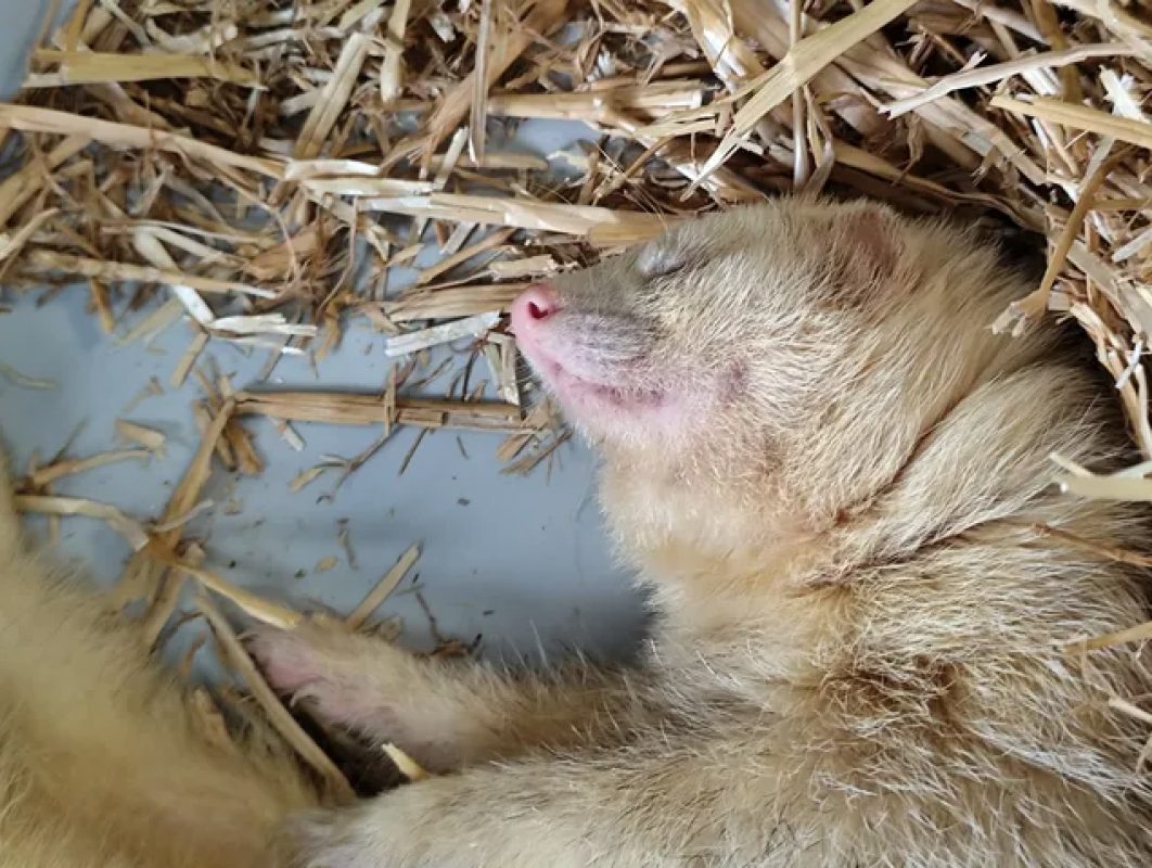 Gus - Rongeur Furet à adopter - photo 10