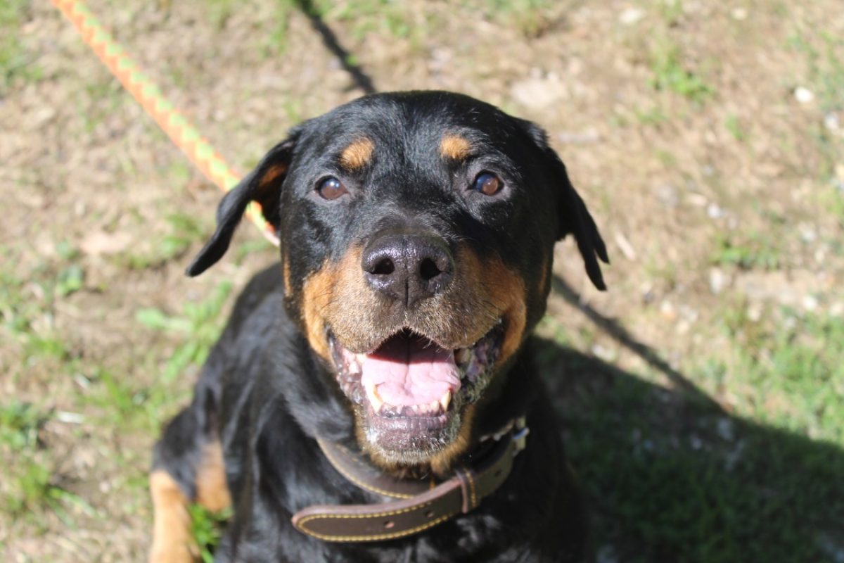 Havana - Chien Rottweiler à adopter