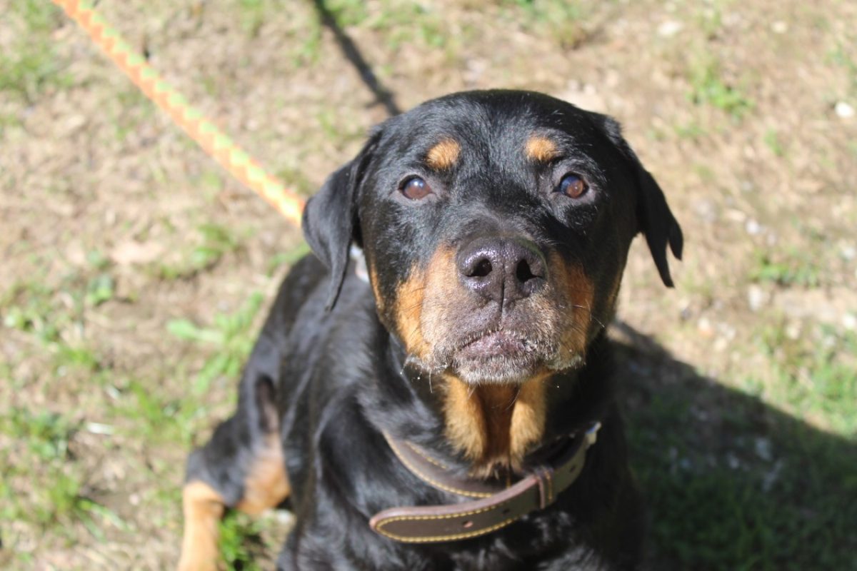 Havana - Chien Rottweiler à adopter - photo 2