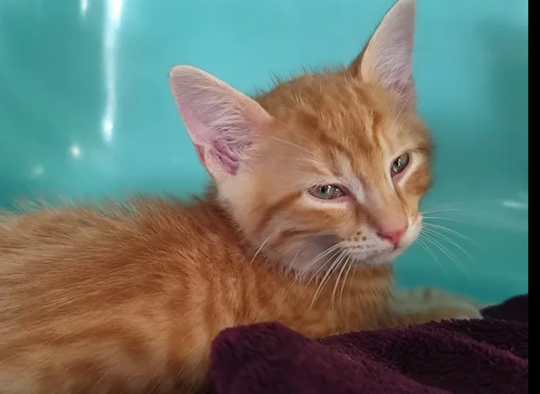 Caramel - Chat Européen à adopter