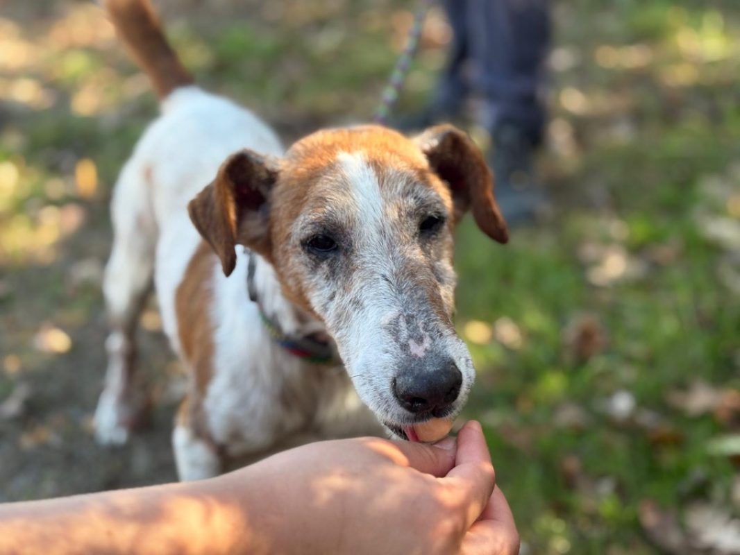 Xerox - Chien à adopter