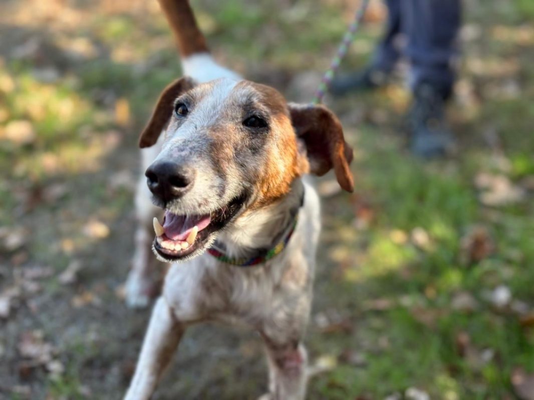 Xerox - Chien à adopter - photo 2