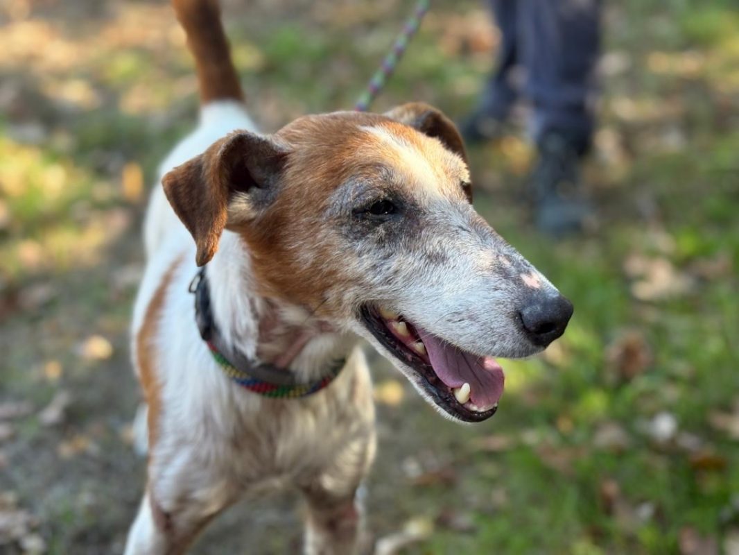 Xerox - Chien à adopter - photo 3