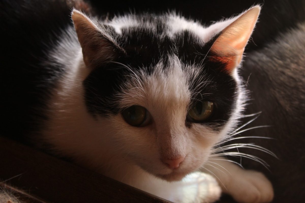 Alina - Chat Européen à adopter