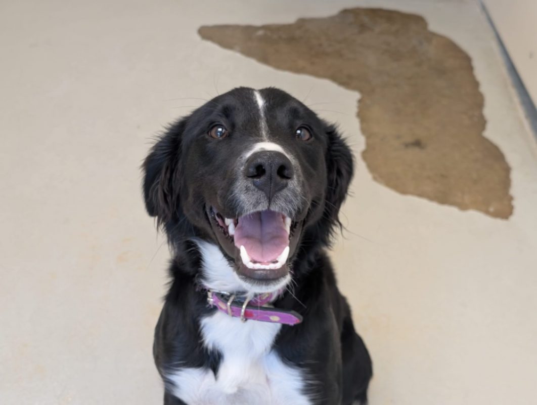 Kalina - Chien Border Collie à adopter