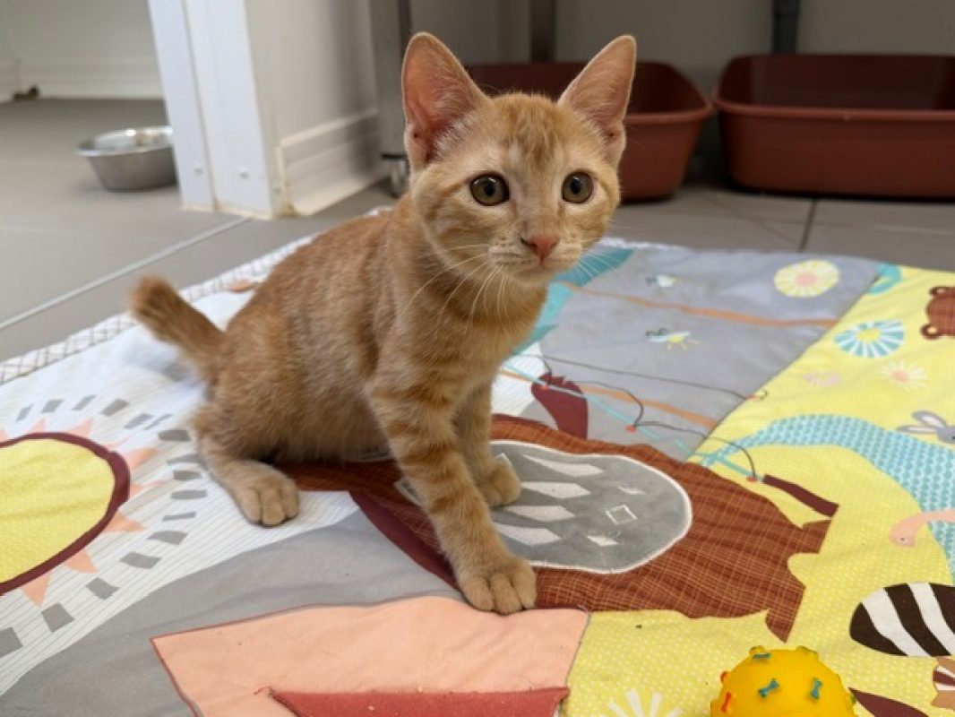 Rikiki - Chat Européen à adopter