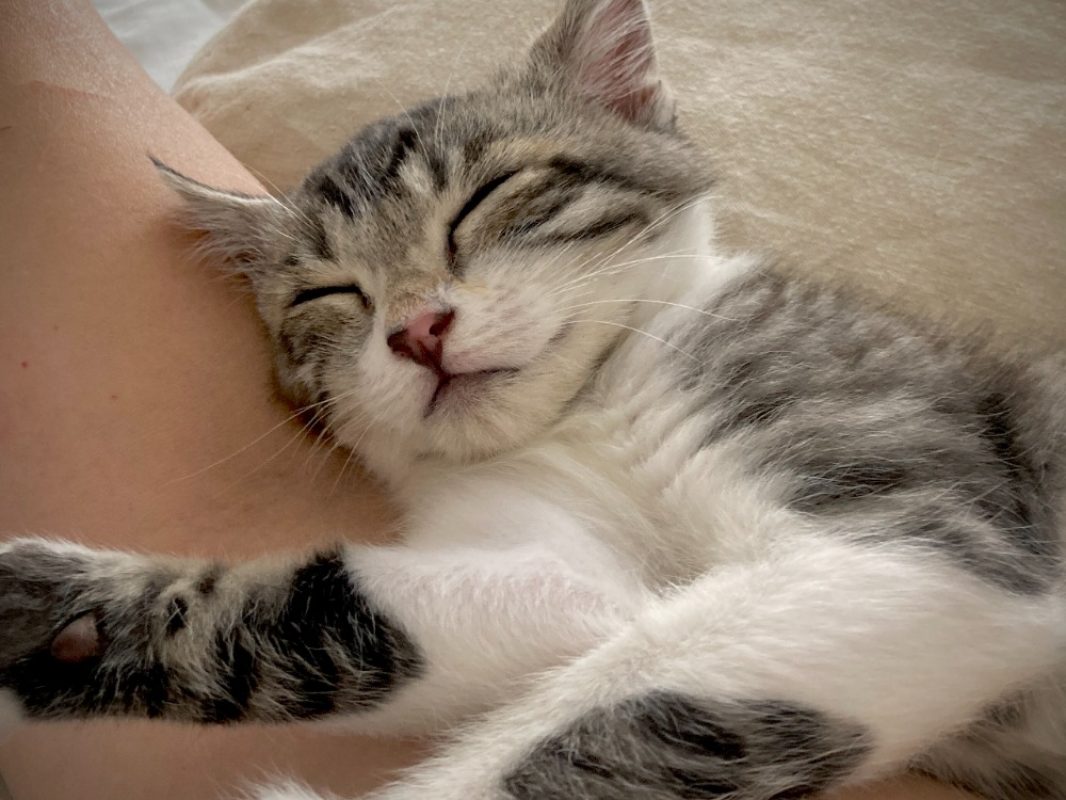 Klaxon - Chat Européen à adopter - photo 2