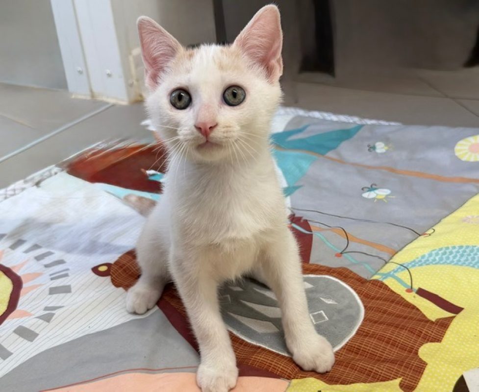 Mangoustan - Chat Européen à adopter