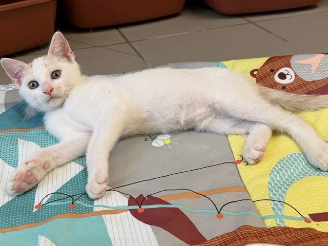 Mangoustan - Chat Européen à adopter - photo 2
