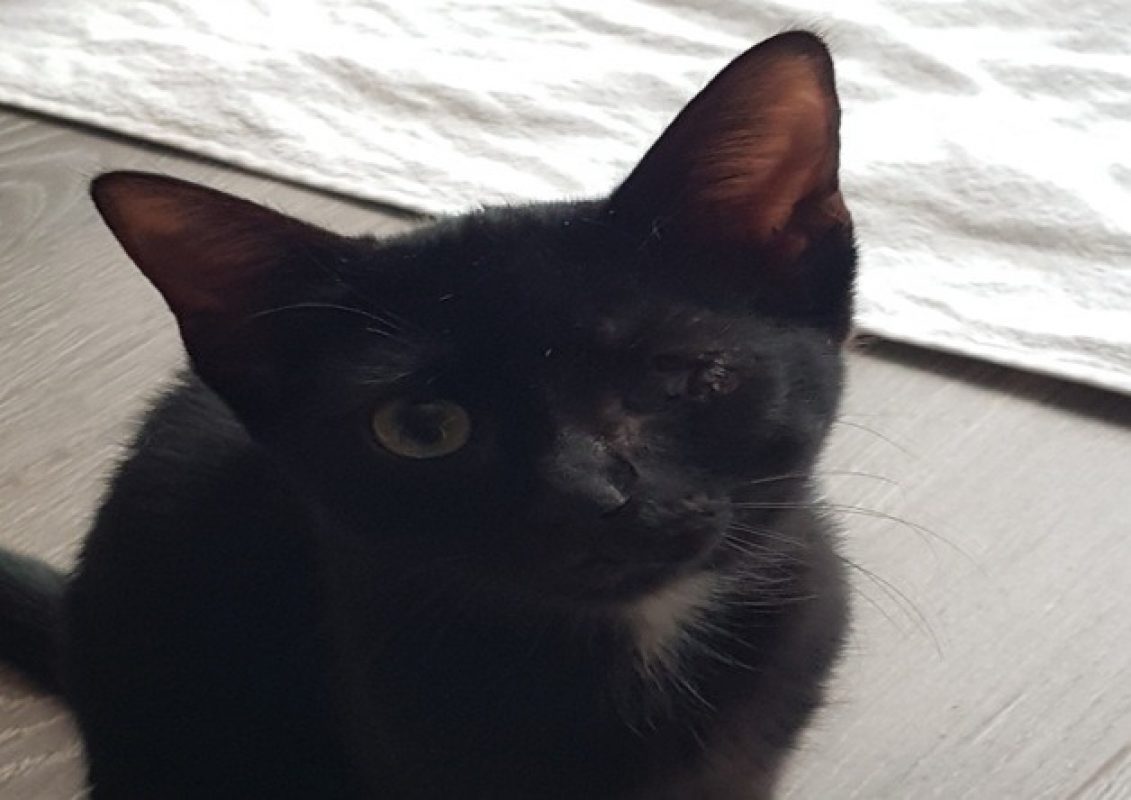 Minette - Chat Européen à adopter