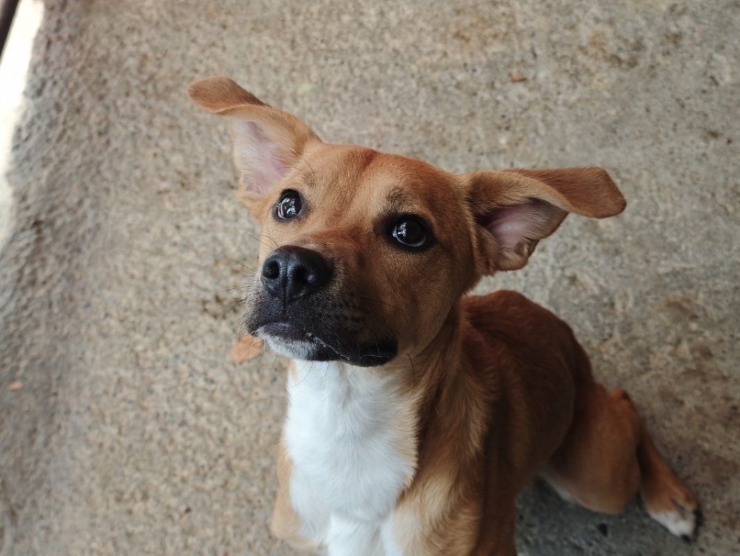 Kouign-amann - Chien Berger à adopter